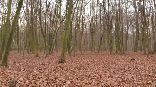 Flying inside magical autumn season forest tree. Ground covered with leaves. Slow motion drone shot
