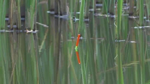 Fish Tries to Grab the Bait Float Bobs Sharply on Calm Water Surface of Lake