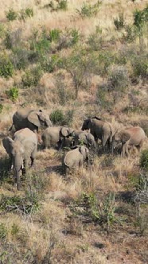 Africans Elephants At Pilanesberg National Park In North West South Africa.