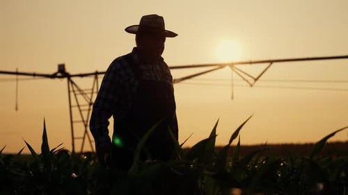 Walk in Farmland Silhouette of Professional Agronomist Against Sunset Sky Irrigation System in