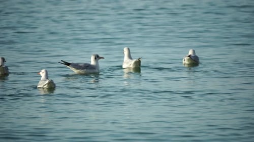 A Flock of Seagulls Fly Fishing and Swim in the Sea