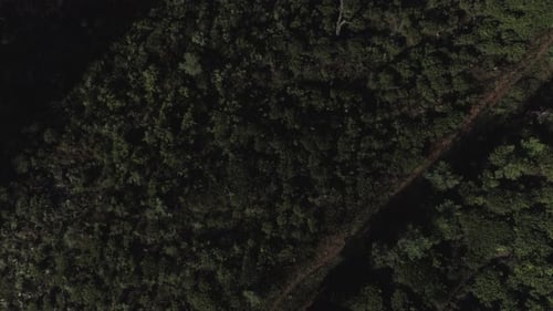 Aerial View of Lush Green Forest Canopy