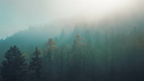 Aerial drone view flight over pine tree forest in Mountain at sunset / sunrise.