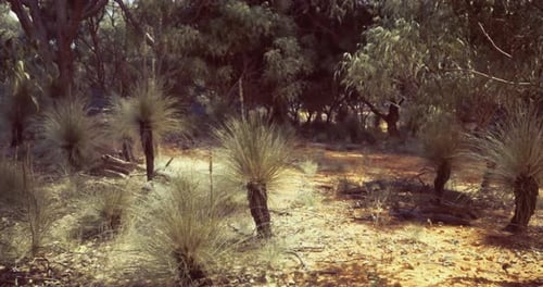 Australian Bushland with Grass Trees and Eucalyptus