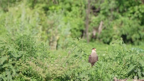 Kühn aussehende Caracara mit Haube, Caracara plancus auf einem offenen Feld voller grünem Laub gesichtet und v