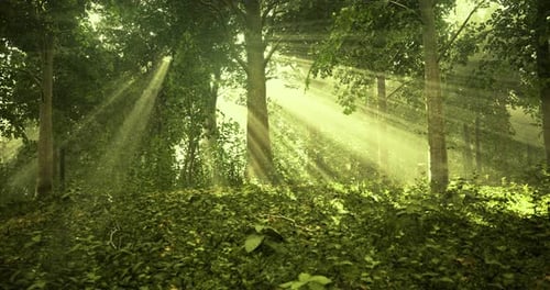 Sunlight Streaming Through Trees Illuminating a Tranquil Forest Landscape