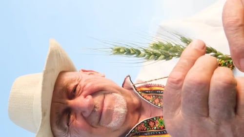 Adult Man Holds Wheat Stalk On Sunny Day