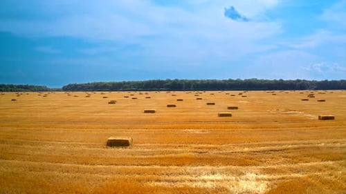 Field with hay bales after harvest. Flight over crop wheat field with stook hay straw bales