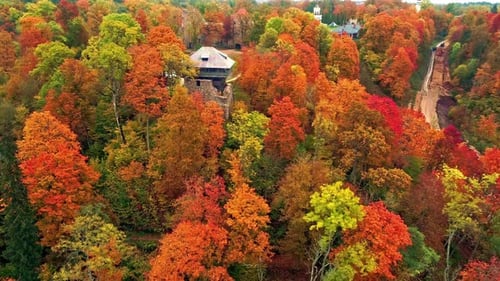 Aerial drone shot surrounded by colorful bright yellow orange and green trees in autumnal forests wi