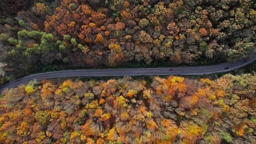 Aerial of Cars Driving Through Sunny Autumn Forest