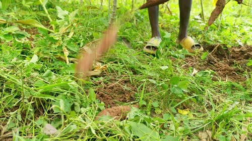 black male farmer in africa harvesting cassava