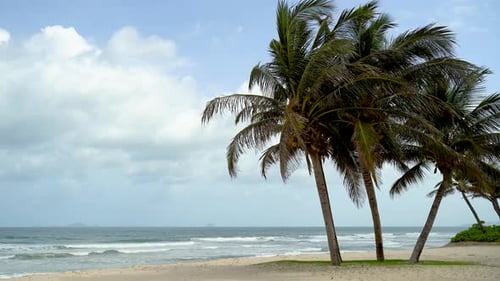 Palm Trees on a Wild Beach Against the Backdrop of Waves