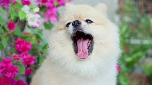 Cream-colored Pomeranian Dog Yawning with Pink Flowers