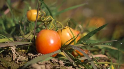ripening natural tomatoes. close-up. field.