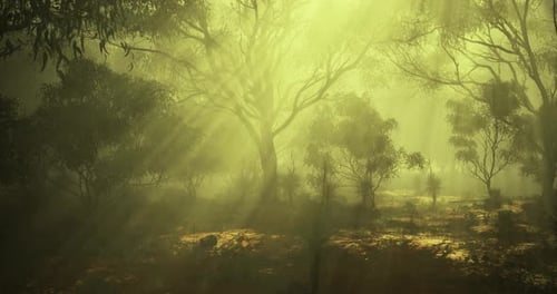 Light Filters Through a Misty Forest During Early Morning Hours