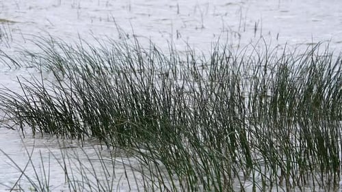 Reeds in Utah Lake moving in slow motion from waves rolling