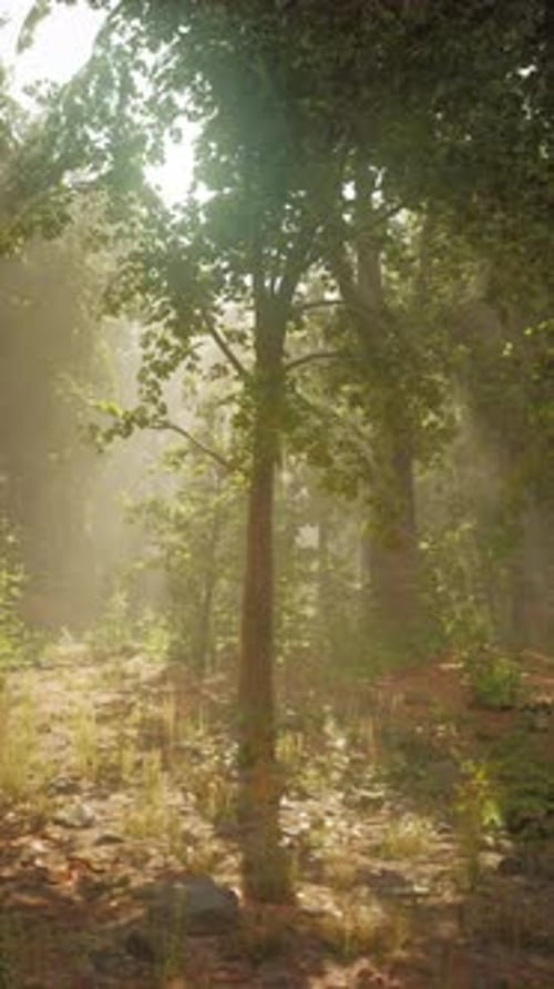 Sunlight Filters Through Trees in a Peaceful Forest Setting at Dawn