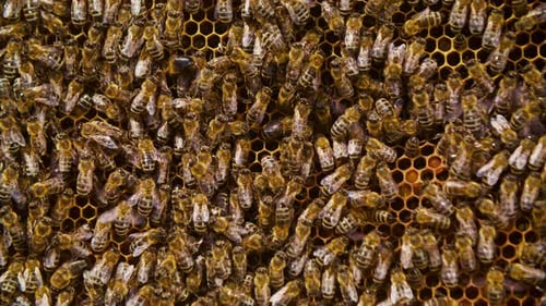 Extreme Nahaufnahme von kleinen Bienen, die daran arbeiten, köstliche Honigbienen zu produzieren, die gesund werden