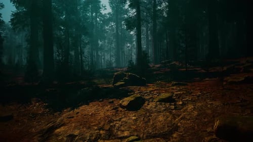 Forêt de séquoias, forêt dense avec arbres et rochers