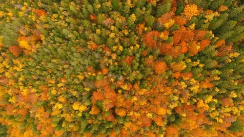 Vista aérea da densa floresta de outono com folhagem colorida em Bran, Romênia.