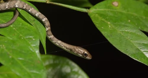Un serpent œil de chat est suspendu au-dessus d'une feuille verte la nuit alors qu'il hoche la tête et agite sa langue,