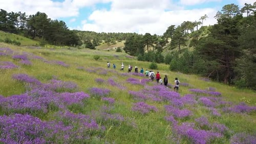 Aerial View Of Group Of People Trekking In Forest 2