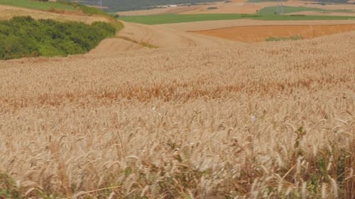 Campo de trigo