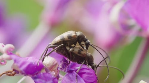 Longhorn Beetles copulation