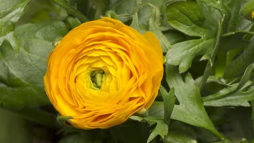 Flor de botão de ouro persa florescendo em Time Lapse.