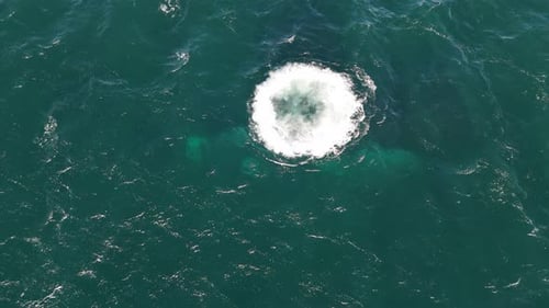 Aerial tops down sea water with gigantic underwater foam of a whale's breath in Chubut, Argentine Pa