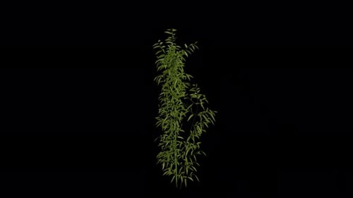 Bamboo Plant blowing in the wind. Wind blows Bamboo Plant. Transparent Background. Loop Animation