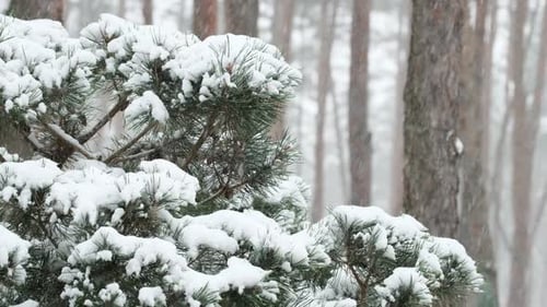 Snow falling on pine trees during heavy snowfall in winter forest