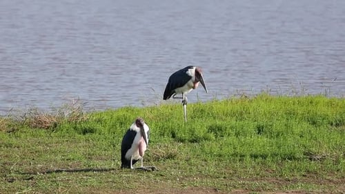 Peculiar stance and sitting posture of two relaxed marabou storks on river bank