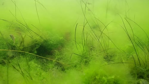 Couche d'algues vertes duveteuses Cladophora avec zostère naine Zostera noltii