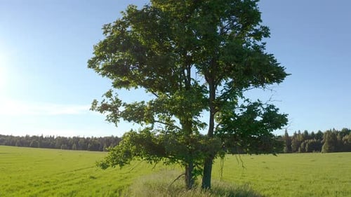 Flight near the lonely tree in a green summer field during sunset