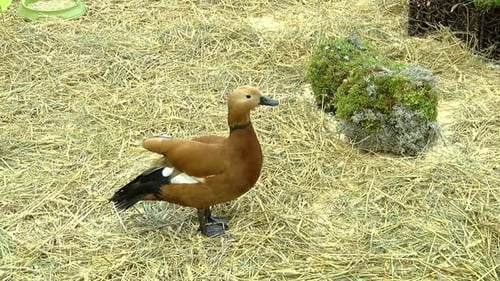 Ruddy Shelduck Standing on Straw