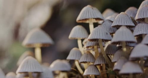 Close-Up of Delicate Mushrooms in the Forest