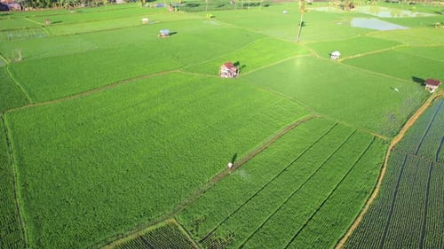 Beautiful pattren Green field