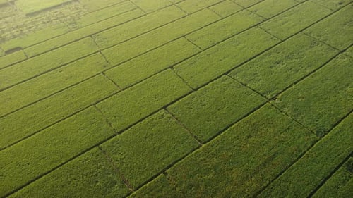 Aerial view of rice fields or agricultural areas with sunlight during beautiful sunrise in spring.