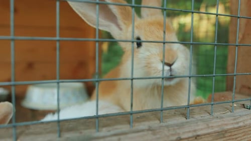 Rabbit Resting in Wire Cage in Wooden Hutch