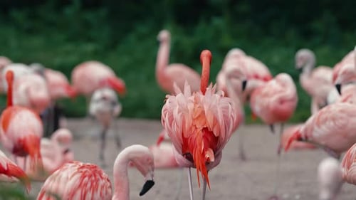 Lebendige Flamingos, die in einer Herde stehen, Lebensraum für Wildtiere, lebendige Vögel, exotische Natur