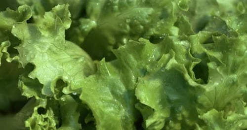 Fresh Green Lettuce with Water Droplets Close Up