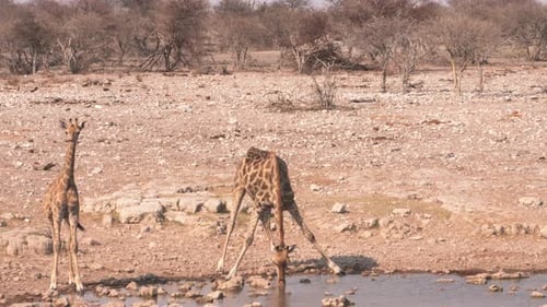 Giraffes at a waterhole