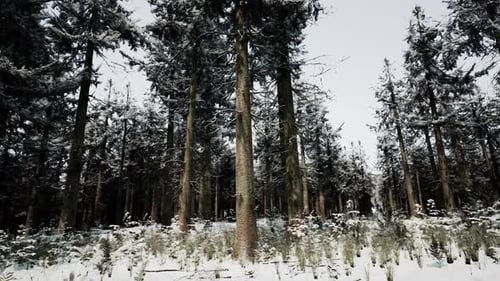 Winter Pine Tree Forest with Snow on Trees