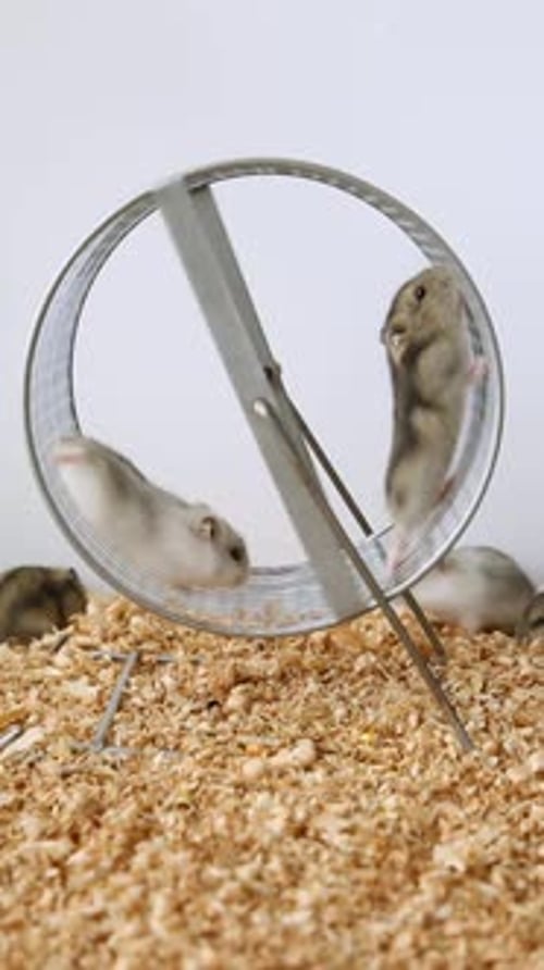 Hamsters Playing in Enclosure with Running Wheel