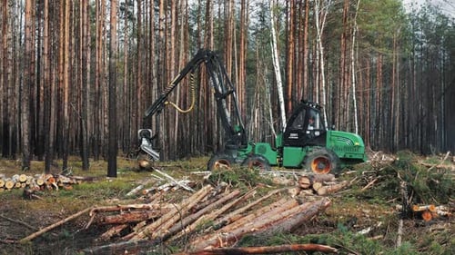A large green machine, with a long arm and a large claw, is working in a pine forest