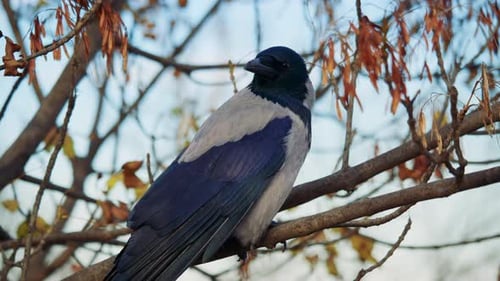 Crow perched on a tree branch with soft natural light and blurred urban background.