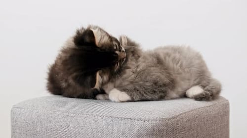 Little Kittens Sleeping and Playing with Each Other Cat Washes Licks His Paw Pet is Resting in the