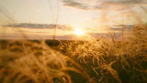 Closeup Wheat Spikelets on Field on Beautiful Nature Sunset Landscape on Sun Rays Grown Rich Harvest