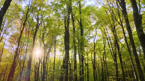 Brillantemente iluminado con rayos de luz solar, bosque verde con frondosos árboles al amanecer de otoño